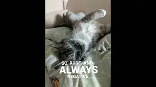 котики в тик ток