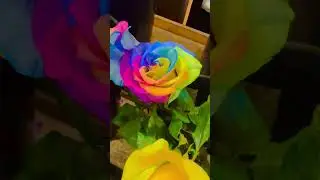 Colorful Rose