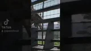 El SPINOSAURUS NO es como CREÍAS