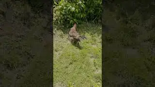 Rooster relaxes #rooster #campo #republicadominicana #gallos #country #shorts #countryside #animals