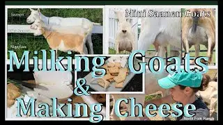 Making Goat cheese & Milking goats! 