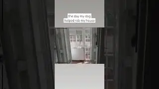 get a dog for protection they said...