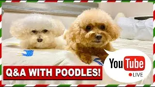 LIVE Q&A WITH TWO TOY POODLES 2020| The Poodle Mom