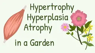 Muscle Remodeling Explained with Flowers | Hypertorphy, Hyperplasia, Atrophy, Tissue Remodeling
