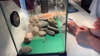 Frog eats worm in one gulp! (Slow motion)