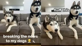 explaining to my dog he’s GETTING FIXED!
