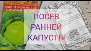Сеем капусту в вермикулит