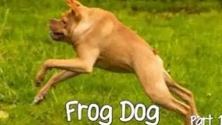 A Dog that look's like a Frog, Best Funny Videos - Try to Not Laugh, Must Watch New Funny Video 2021