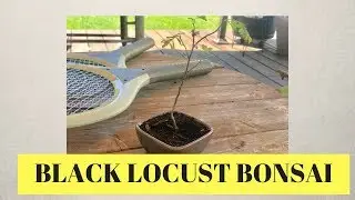Creating A Bonsai: Black Locust