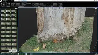 Trees Photogrammetry