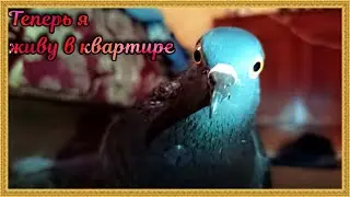 Домашний голубь Жора знакомство