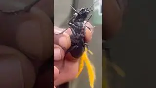 WTF BUG r WHAT 🥴