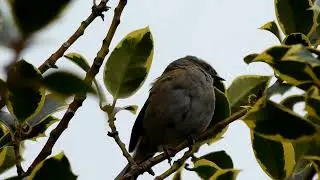 Dunnock in a Tree