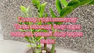 Голлар гүлін көшеттеу Үлкен көлемді болу сыры Топырағы қандай болу керек сыры Гүлді көбейту жолы