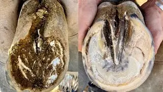 Helping Poor Horse with Bad Overgrown Hooves Transformation | Start to Finish!