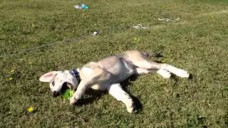 Dova's First Day at the Park: Ball