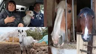 Загородная жизнь. За конским навозом на Игрень. Конский клуб #ukraine #жизньзагородом #familyvlog