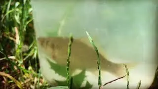 Вам на счастье!!!