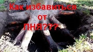Как быстро избавиться от пня.
