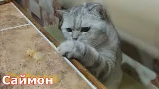 Самостоятельный кот.