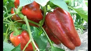 PEPPERS AND EGGPLANTS, WHICH I BOUGHT AND SOWED THIS SEASON. YOU WILL NEED IT!!