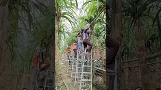Women grow the most expensive sugar cane.