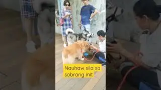 Hiking din sila kahit mainit ang panahon #animals #dog #doglover #summer #hongkong #shorts #thirsty