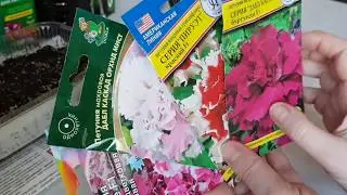 🏵Махровые петунии. ✔Посев семян в грунт.
