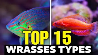 The 15 Most Incredible Types of Wrasses