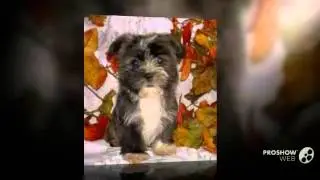 Weshi Dog breed