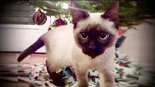 Merry Christmas from Simon the Siamese Cat 