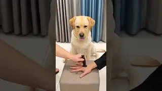 So cute dogs video 🥰#funnyshorts #shorts