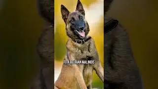Top 3 Reasons You Might Want To Consider a German Shepherd