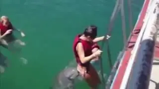 И дельфины тоже пристают!
