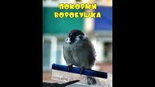 Покорми воробушка  #sparrow #birdfeeding