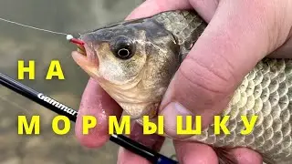 Карась , окунь . Мормышинг в городском пруду .
