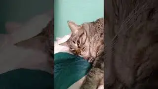советы от кошака 