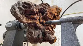 The Burl of Wizardry ☠️