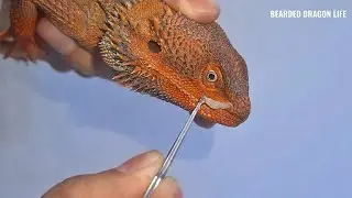 Bearded Dragon Nose Shedding Removal – So Calm and Relaxing