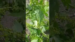 Дубовский розовый на 06.06.2020