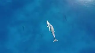 Dolphins at Milln