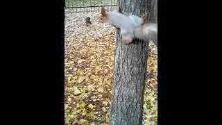 Белка