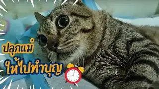 ปลุกแม่ให้ไปทำบุญ#ปังปอนลูกแม่เกียง #แม่เกียงเลี้ยงแมวจร
