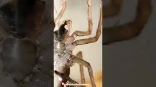 Do You Know : SOME ARACHNIDS ARE DANGEROUS 🕷️🕷️🕷️