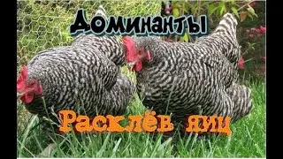 Расклёв яиц у кур и как с этим бороться.