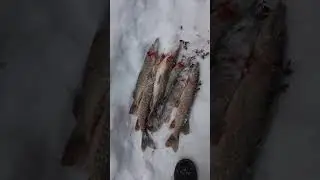 Рыбалка на севере ловим щуку. Продолжение.🤪🤪🤪