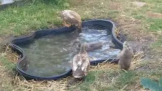 These 31-day-old ducklings are changing colors, what will the final outfit be?