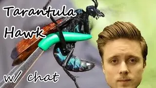 Forsen reacts to the Tarantula Hawk (right version, with chat)