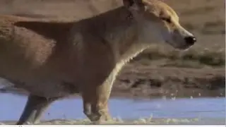 The last of the pure Dingoes | What are dingos?