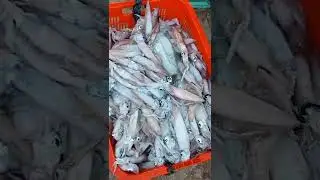 Cumi hasil bagan malam ini
